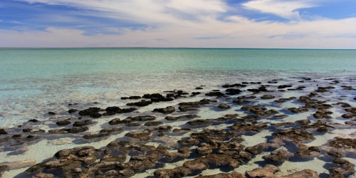 Shark Bay Stromatolites - Photo DBCA