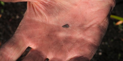 Close up of a small black triangular seed in the dirty palm of a researcher