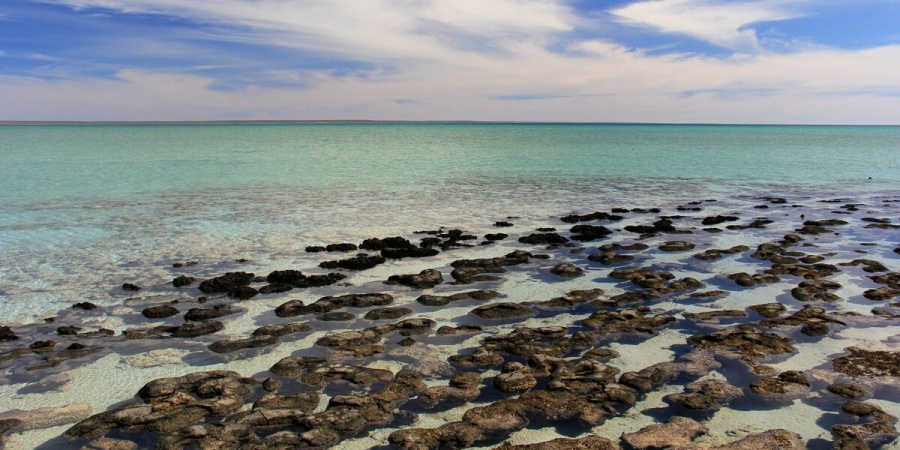 Shark Bay Stromatolites - Photo DBCA