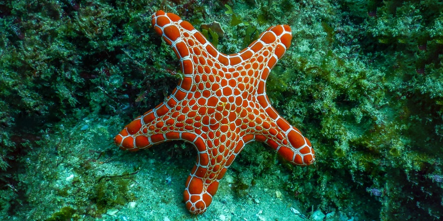 Orange starfish - Photo Amanda / Adobe