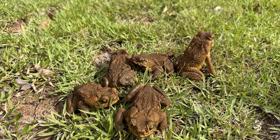 Cane toads