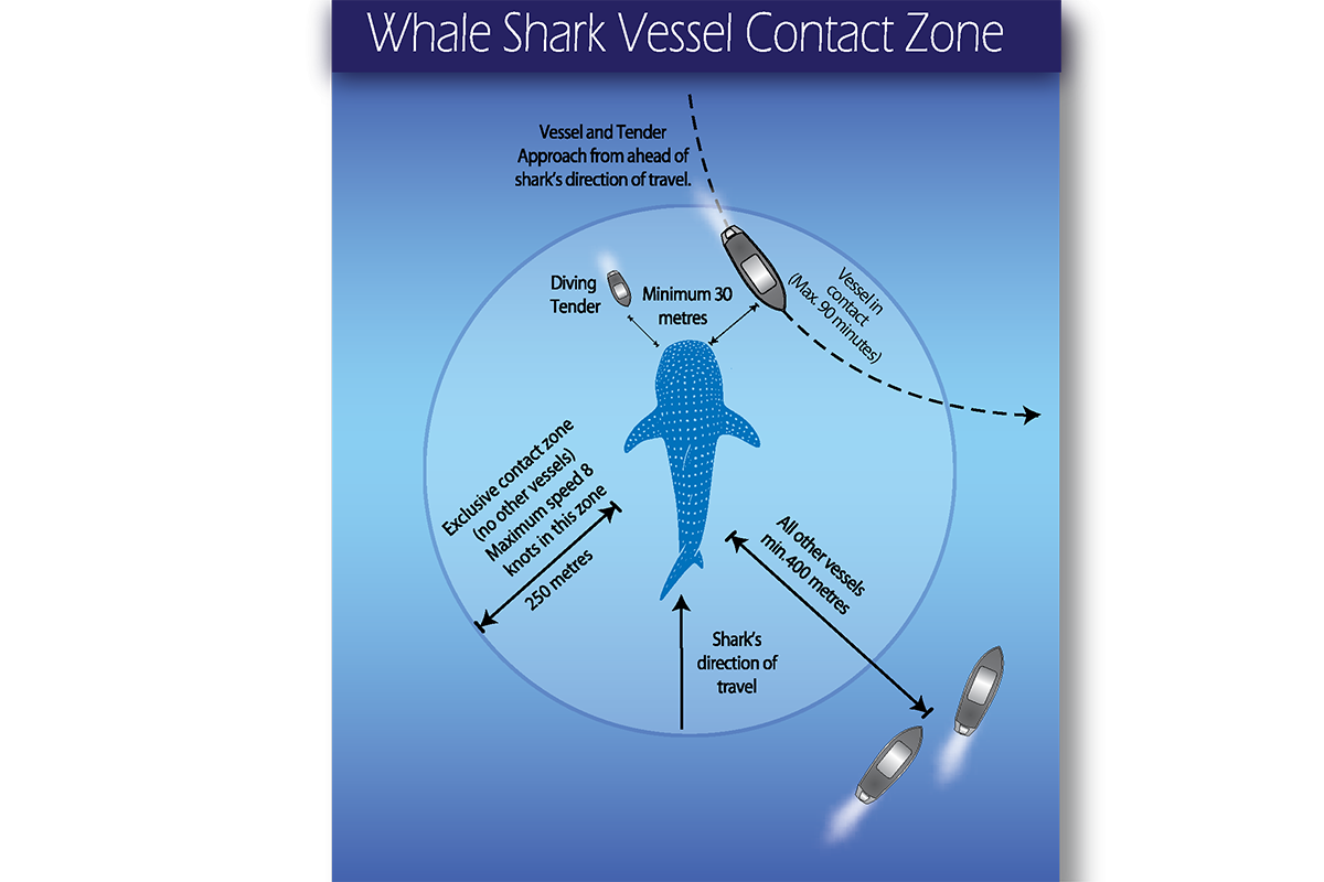Whale shark vessel contact zone