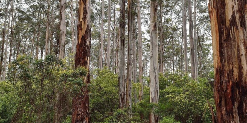 100 Year Forest. Photo by Michael Pez/DBCA