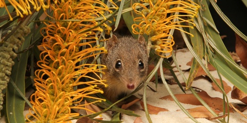 Dibbler. Photo: Perth Zoo