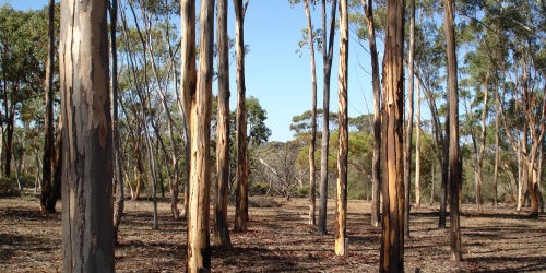 Dryandra Arboretum. Photo: Jacki Baxter