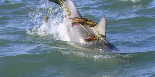 Entangled dolphin