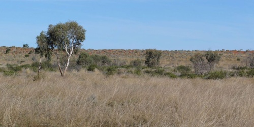 Gibson Desert Nature Reserve. Photo - Wikimedia
