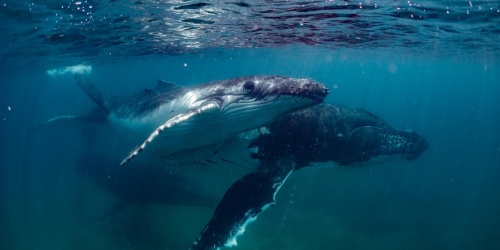 Humpback whales. Credit: Jess Strickland/DBCA