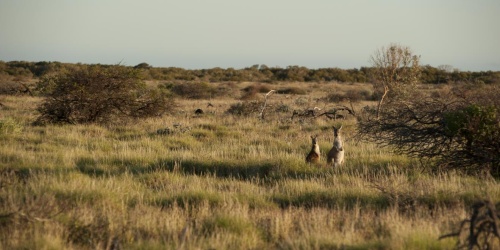 Kangaroos. Credit - DBCA