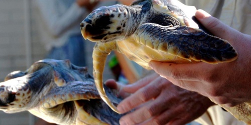 Loggerhead turtle