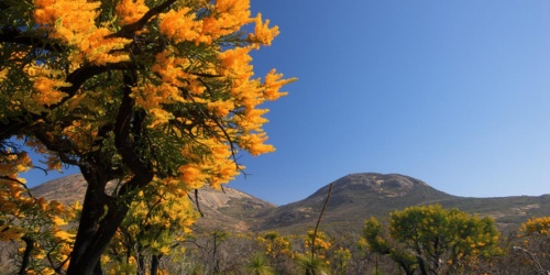 Nuytsia floribunda. Photo- Tourism WA