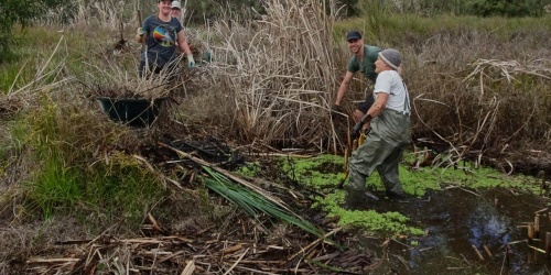 Baigup Wetlands Interest Group members working in the wetland