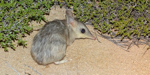 Shark Bay Bandicoot