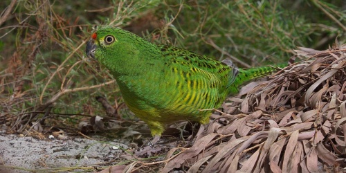 Western ground parrot. Photo - Alan Danks