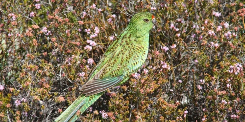Western ground parrot. Photo: B Barrett, DBCA