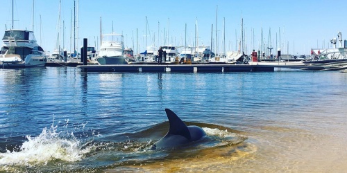 Bottlenose dolphins in the Swan River. Photograph by Ben Ansell/DBCA