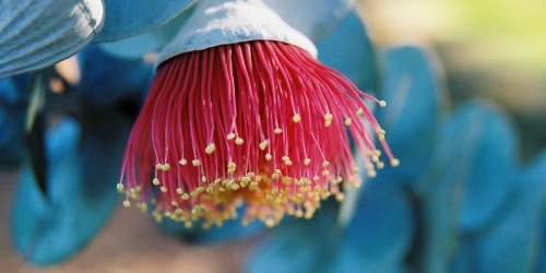 Eucalyptus Macrocarpa. Photo Jen Hollis, DBCA