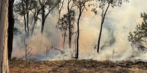 Kings Park Experimental burn. Photo Sally Treasure DBCA