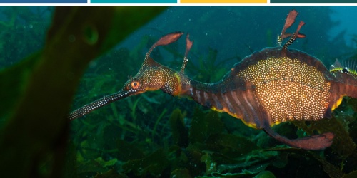 Weedy Seadragon. Photo – Ocean Imaging - Great Southern Reef
