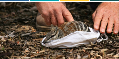 Numbat release in Dryandra Woodland National Park. Photo – Rick Dawson