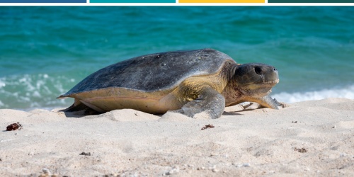 Flatback Turtle. Photo – Tristan Simpson