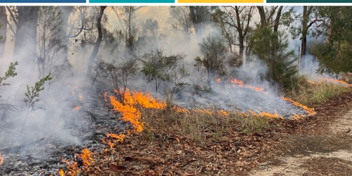 Experimental prescribed burn at Kings Park May 2022. Photo – Sally Treasure