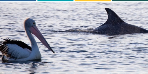 A resident Indo-Pacific bottlenose dolphin and a pelican in the Swan Canning Riverpark. Photo – Sue Harper