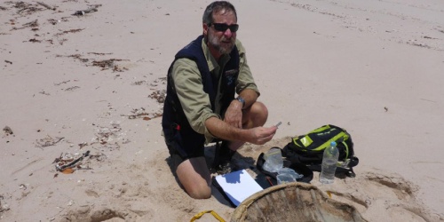 Dr Tony Tucker examines a turtle shell on a beach