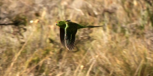 Western Ground Parrot. Photo credit: DBCA