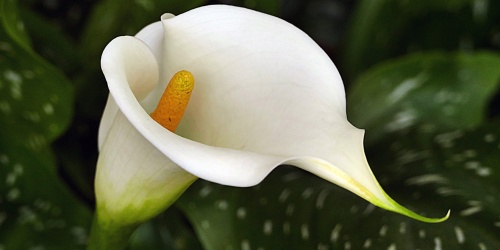 Arum lily (Zantedeschia aethiopica)