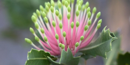 Banksia cuneata. Photo by Andrew Crawford/DBCA