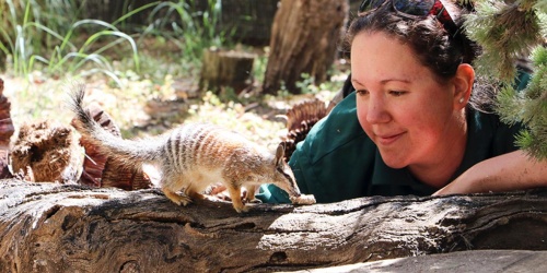 Numbat keeper at Perth Zoo