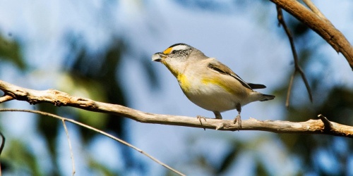 Striated pardalote spotted in Bold Park. Photo by B. Knott