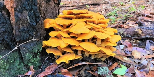 Armillaria luteobubalina