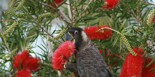 Carnaby's black cockatoo feeding on a bottlebrush plant.