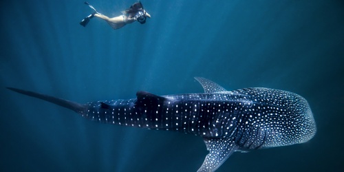 Ningaloo Marine Park. Photo: Tourism Western Australia