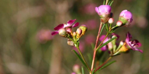 Myrtle rust yellow spores on Geraldton wax flowers. Photo by Geoff Pegg