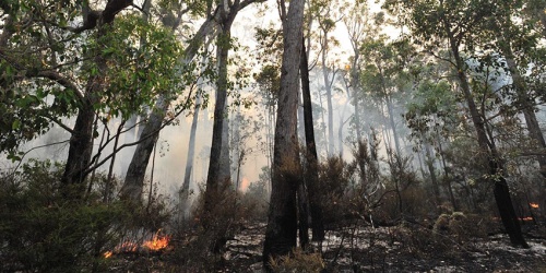 Pemberton forest post-fire