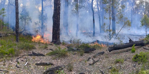 Prescribed burn at Noggerup. Photo by Ed Hatherley DBCA