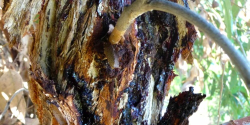 A marri canker infection wound. Photo by Trudy Paap/Murdoch University