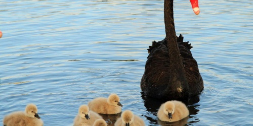 One adult black swan with six cygnets