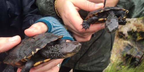 Two western swamp tortoises