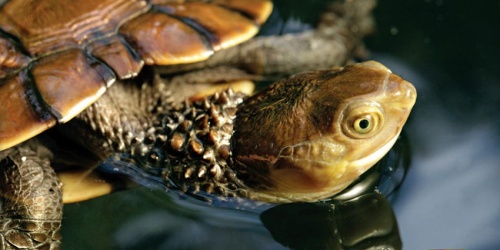 Western swamp tortoise