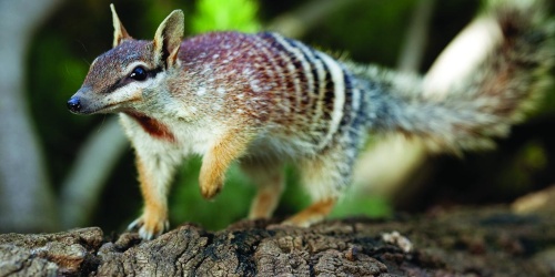 Numbat at Perth Zoo