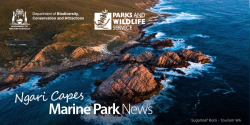 Ngari Capes Marine Park News
