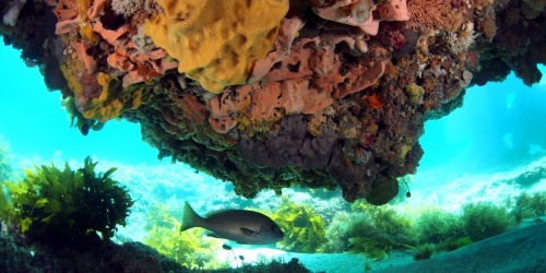 Burns Reef - Marmion Marine Park. Photo Pam Sutton DBCA