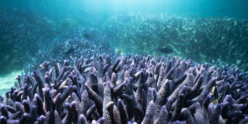 Branching coral in the lagoon at Ningaloo Reef