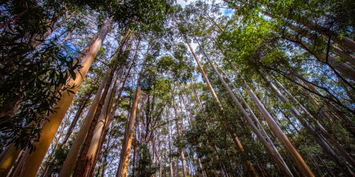 Karri Forest  Warren National Park, Pemberton. Photo DBCA