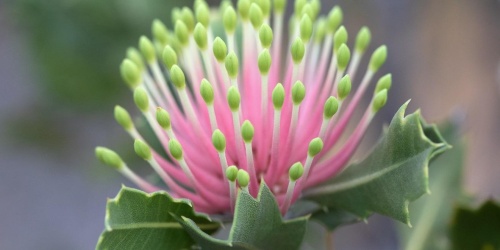 Marri blossom Corymbia calophylla - DBCA