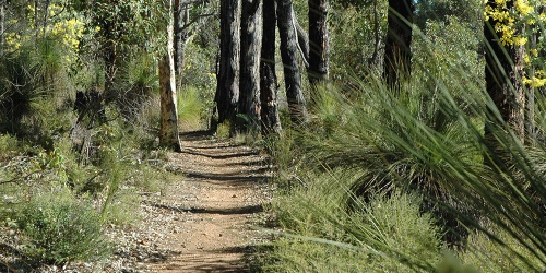 Munda Biddi trail Mundaring 